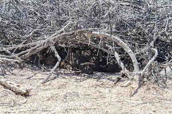 Iguana terrestre de Galápagos - isla Seymour Norte - islas Galápagos - Ecuador 05.jpg